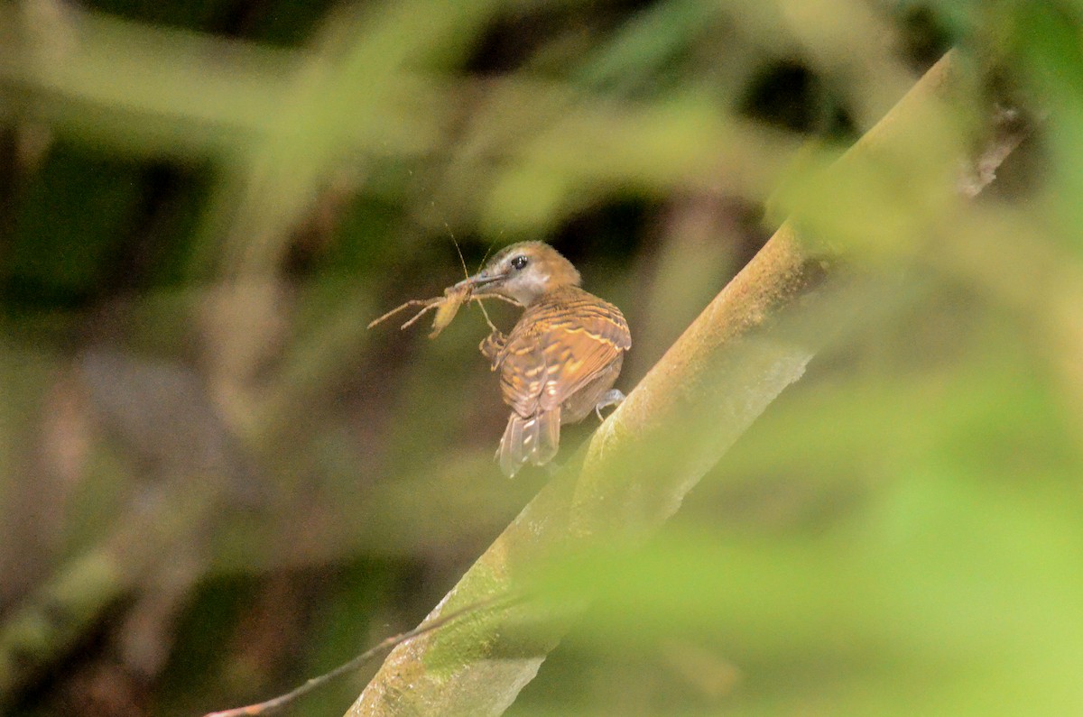 Schwarzschwanz-Ameisenvogel - ML481712091