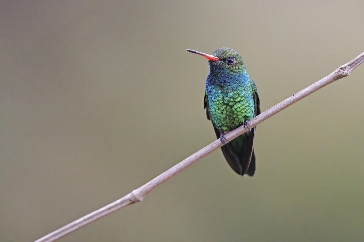 Glittering-bellied Emerald - Marco Valentini