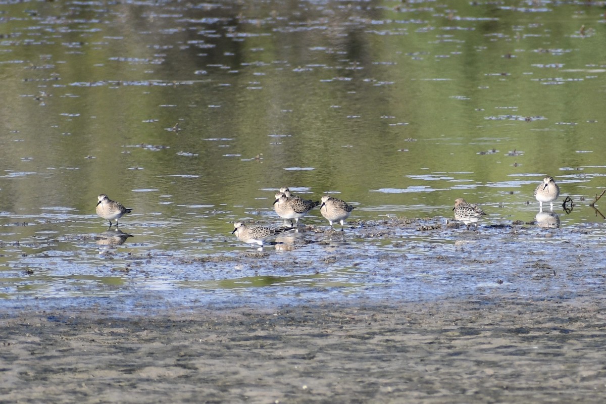 Baird's Sandpiper - ML481712881