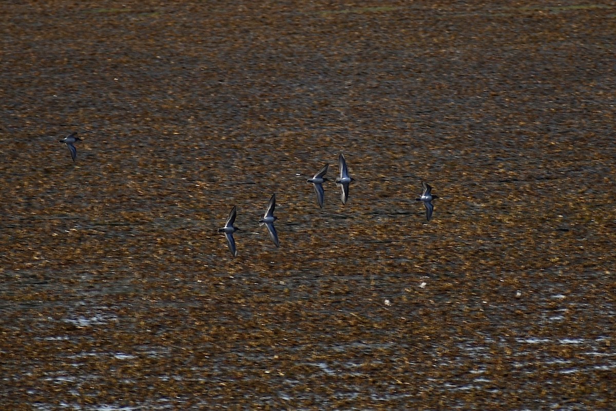 Baird's Sandpiper - ML481712921