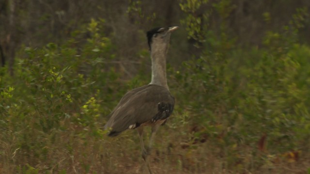 Australian Bustard - ML481713