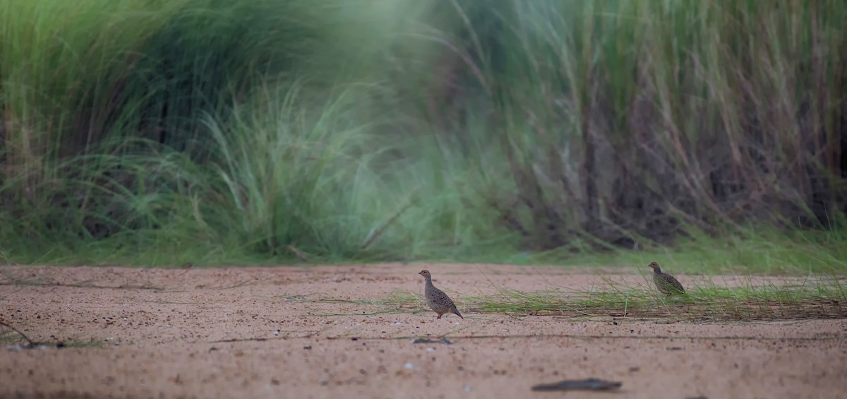 Gray Francolin - ML481713661