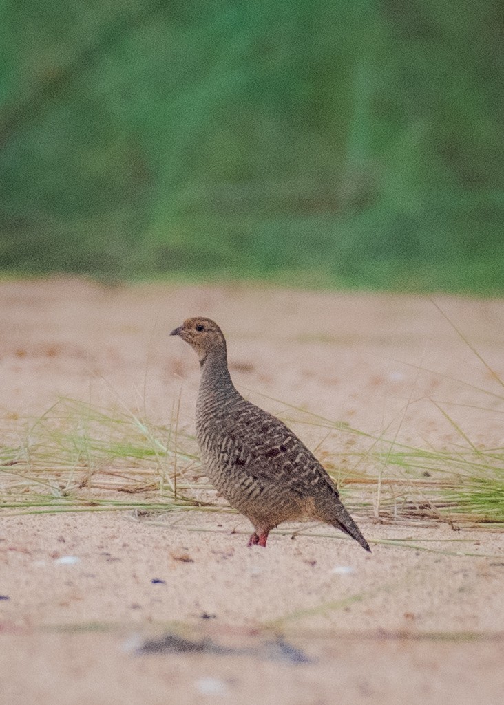 Gray Francolin - ML481713701