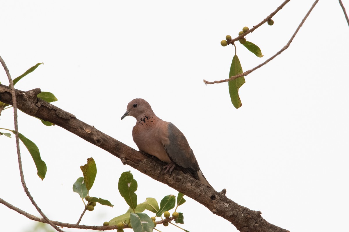 Laughing Dove - ML481715961