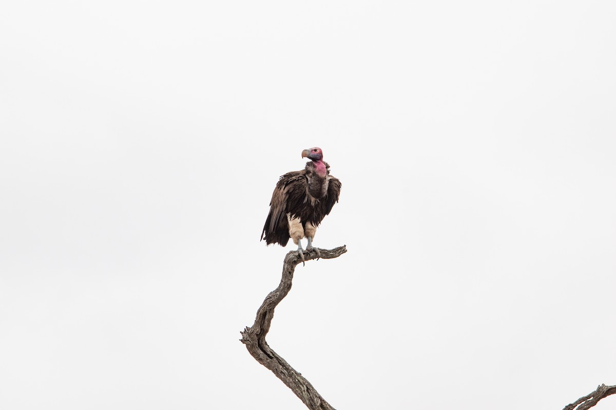 Lappet-faced Vulture - ML481717211