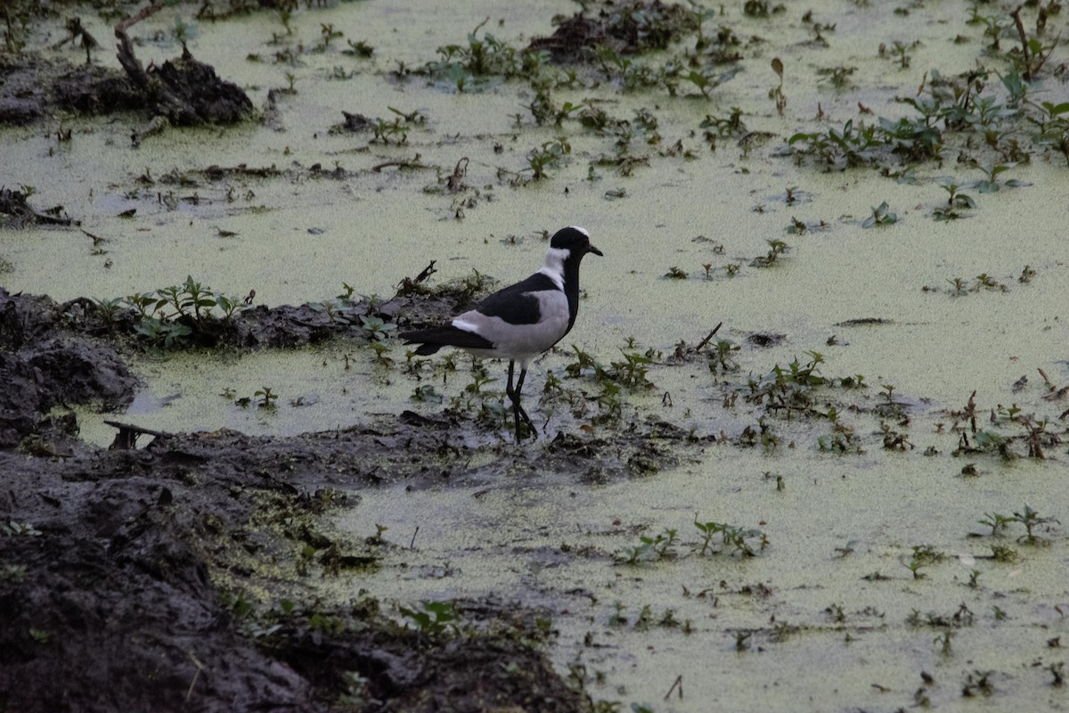 Blacksmith Lapwing - ML481717291