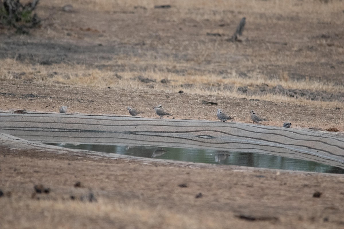 Ring-necked Dove - ML481717331