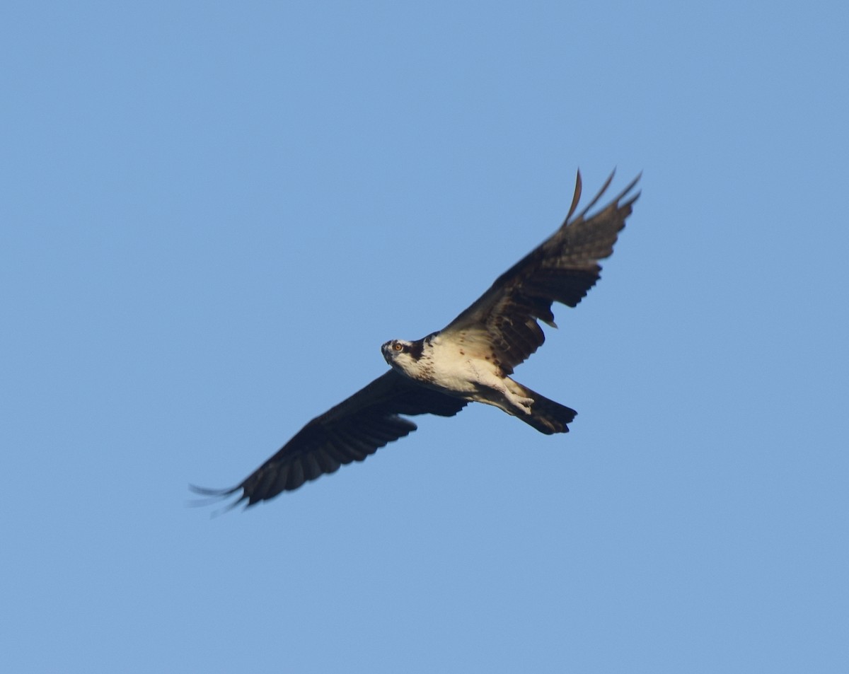 Águila Pescadora - ML481719641