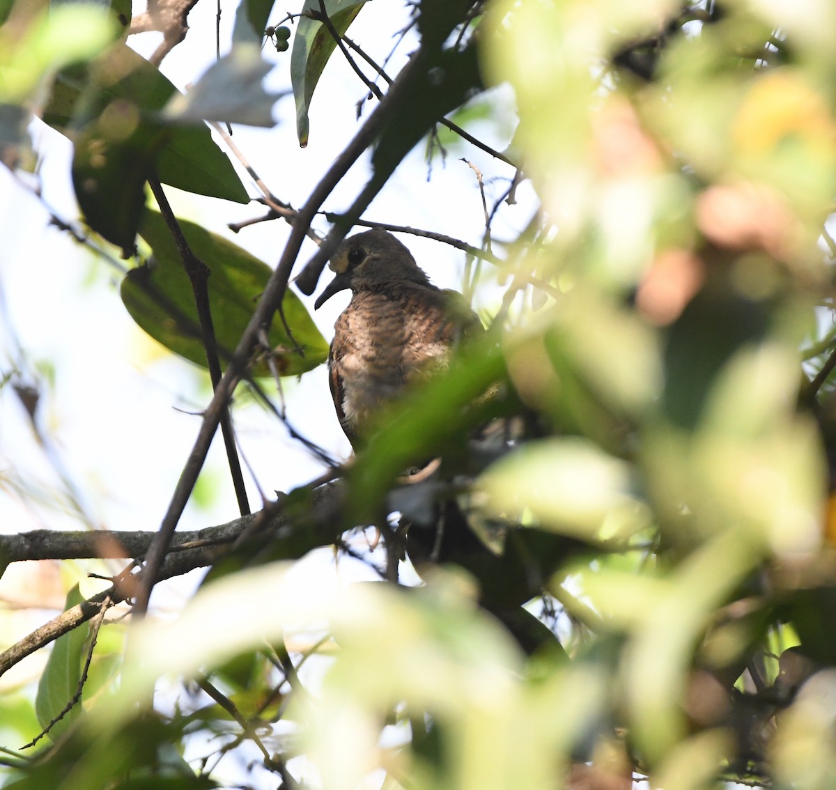 Tambourine Dove - ML481720911