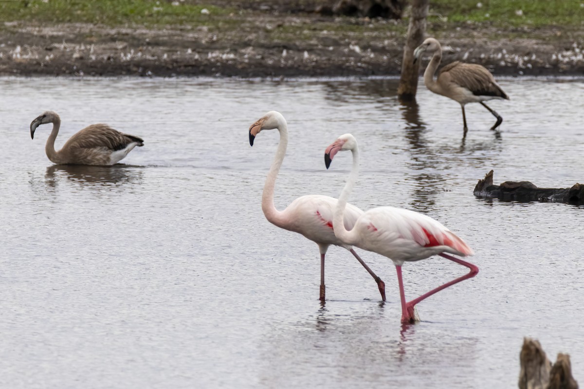Greater Flamingo - ML481721001