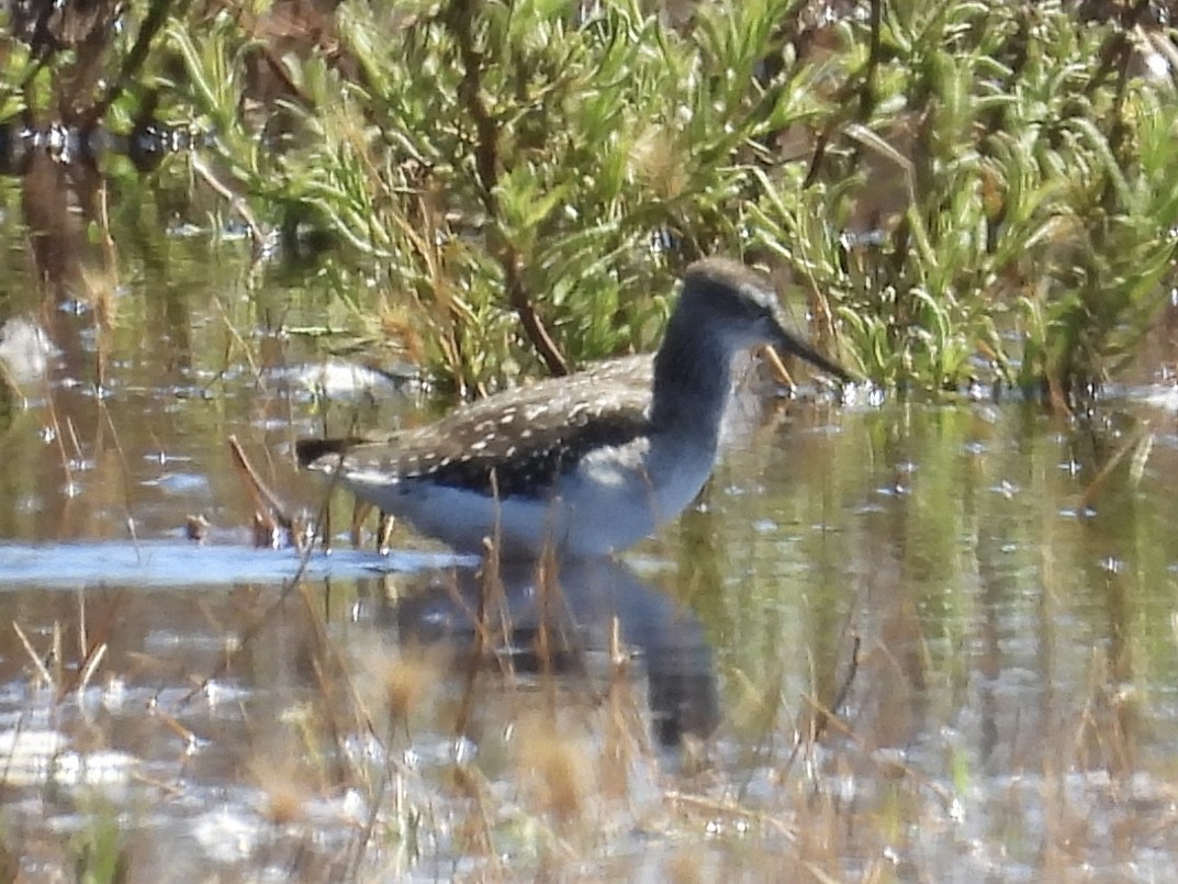 Wood Sandpiper - ML481722191