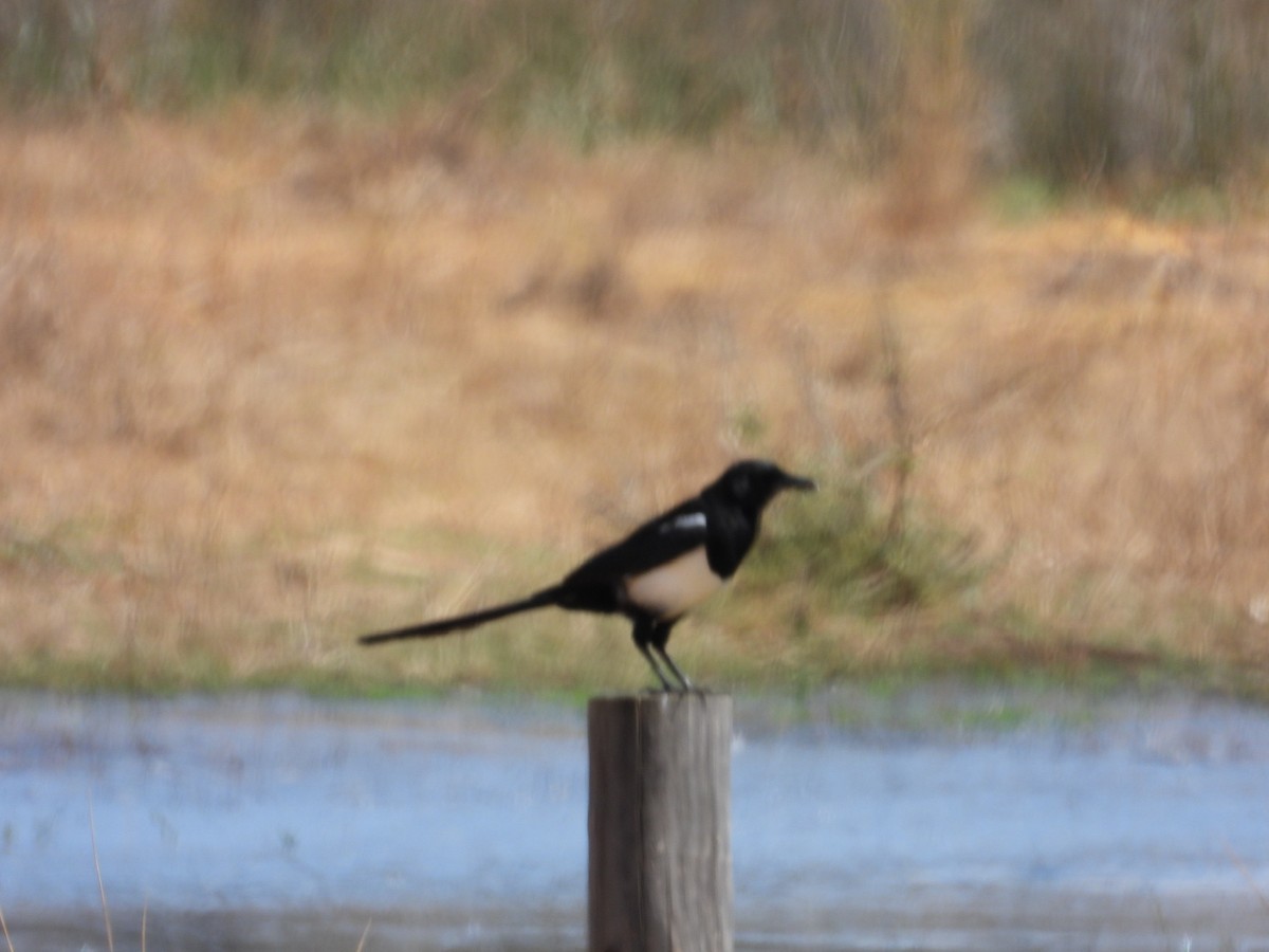 Eurasian Magpie - ML481722241