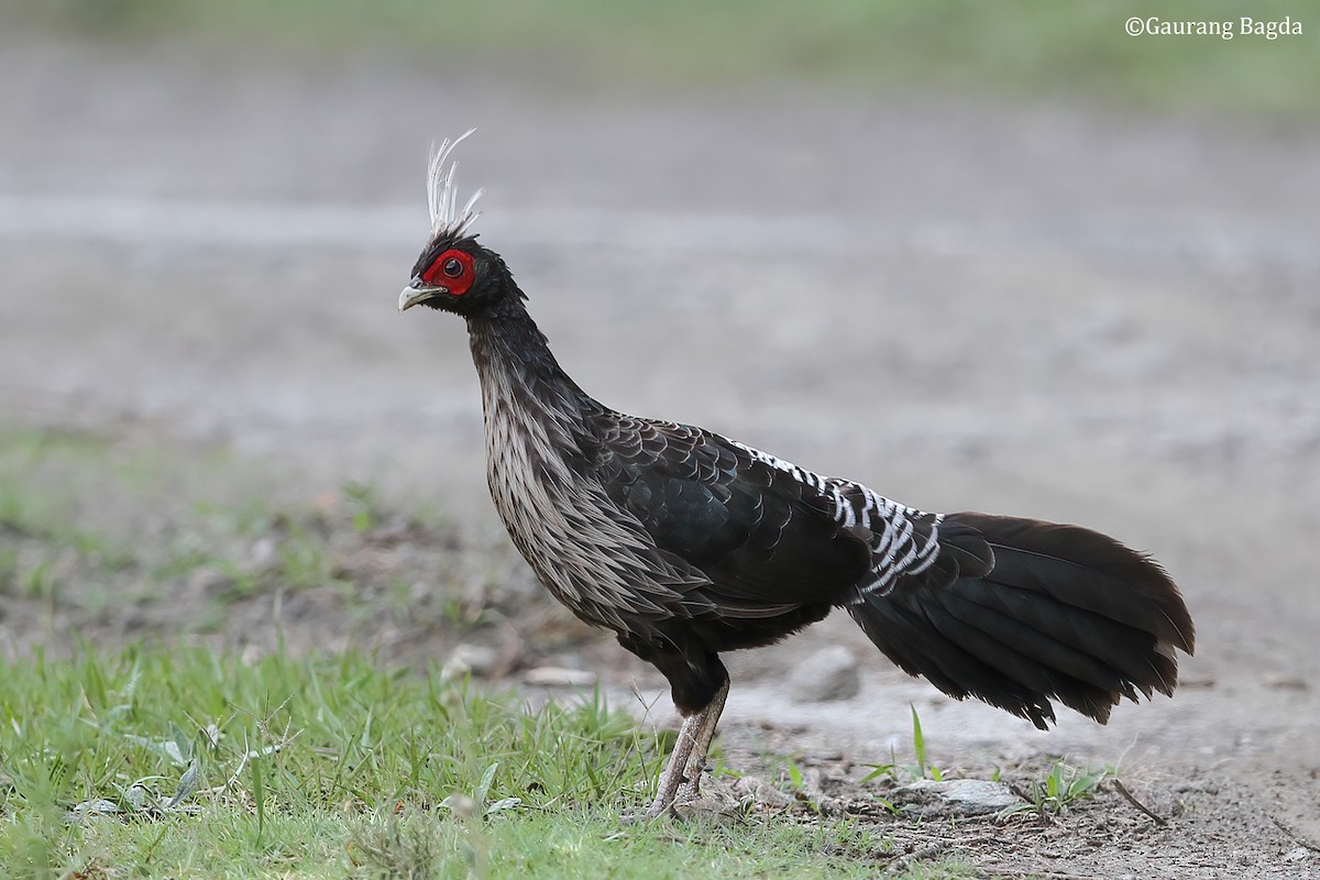 Kalij Pheasant - ML481722281