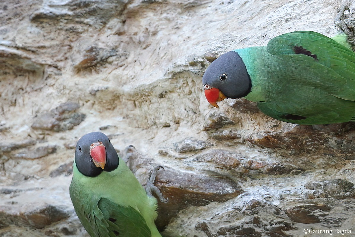 Slaty-headed Parakeet - ML481722351