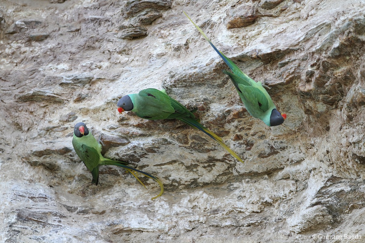 Slaty-headed Parakeet - ML481722361