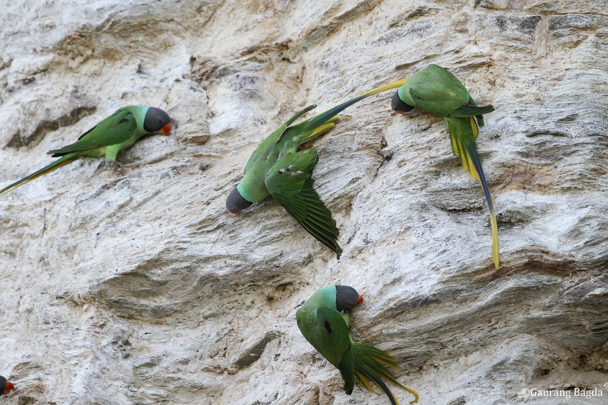 Slaty-headed Parakeet - ML481722371