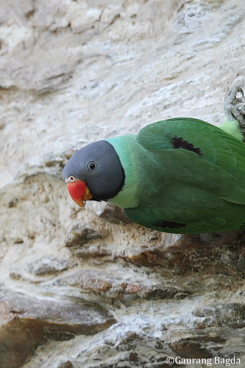 Гималайский кольчатый попугай - ML481722381