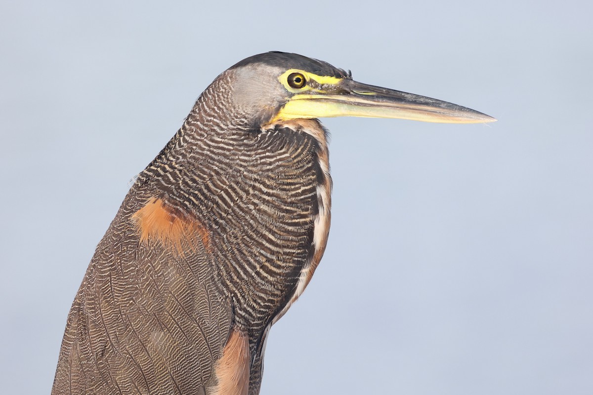 Bare-throated Tiger-Heron - ML481722701