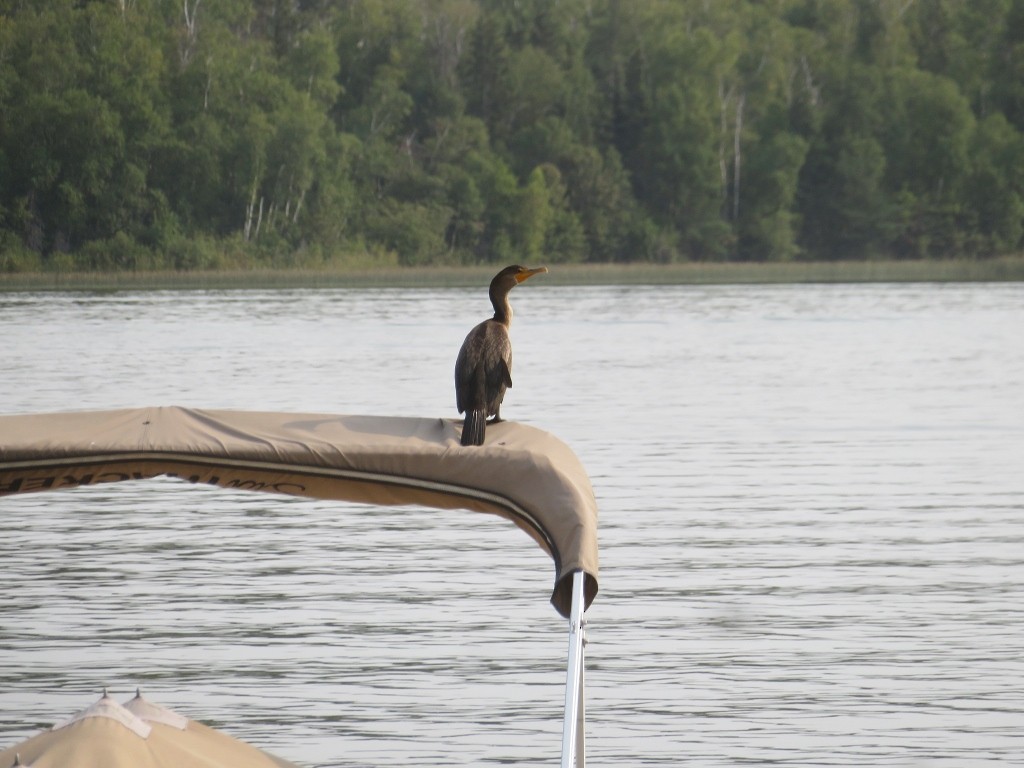 Double-crested Cormorant - ML481722841