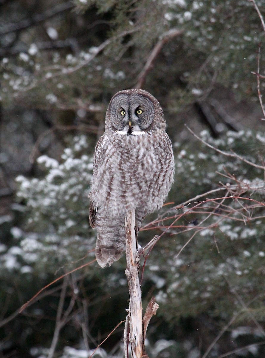 Great Gray Owl - Greg Lawrence