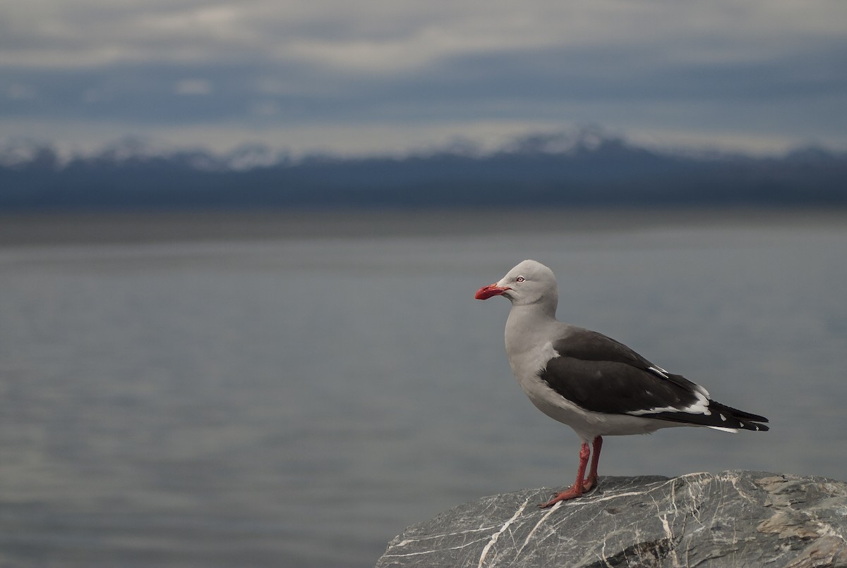 Dolphin Gull - ML48172361