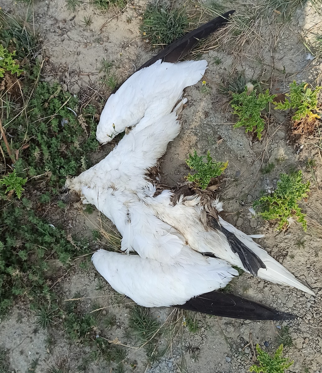 Northern Gannet - ML481723881