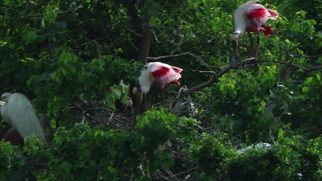 Roseate Spoonbill - ML481725
