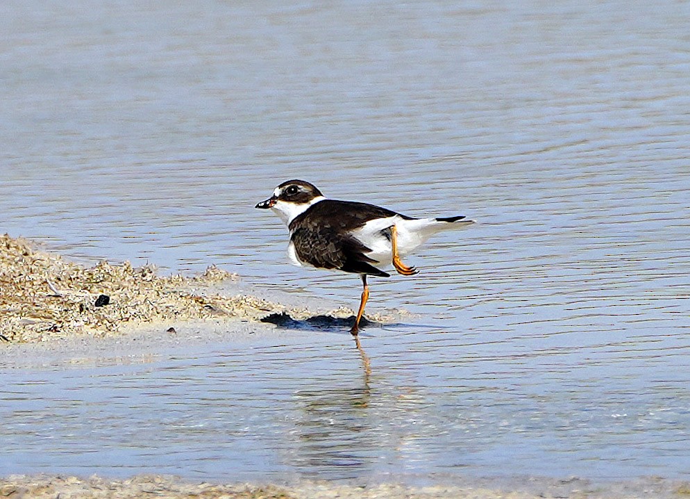 Semipalmated Plover - ML481725071