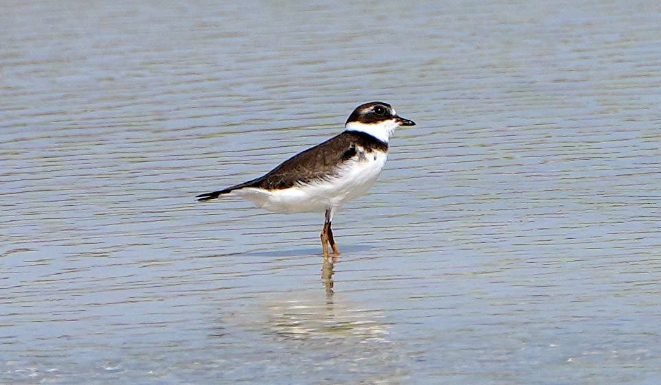Semipalmated Plover - ML481725081