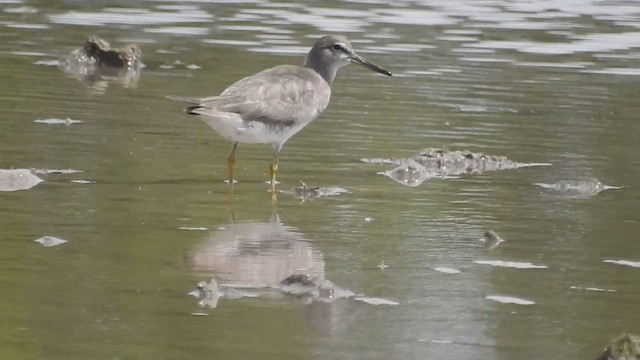 Grauschwanz-Wasserläufer - ML481726521