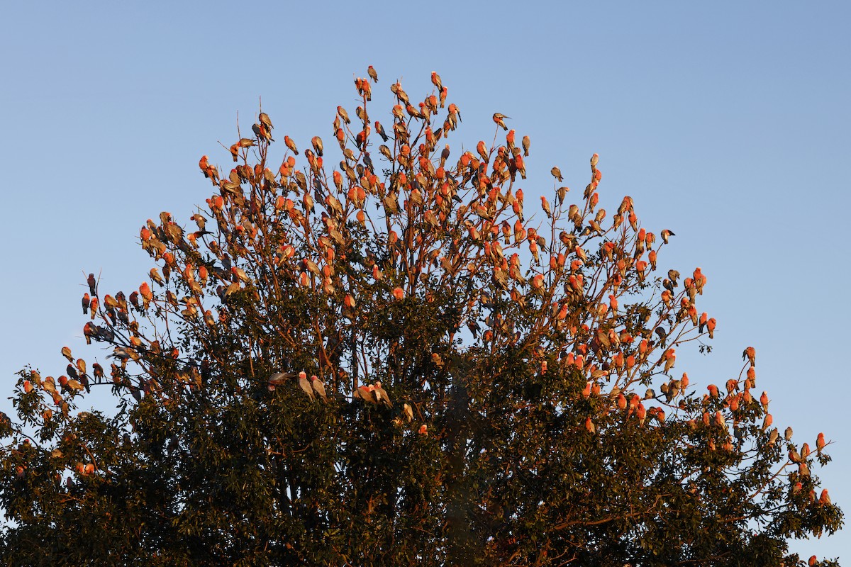 Cacatúa Galah - ML481727201