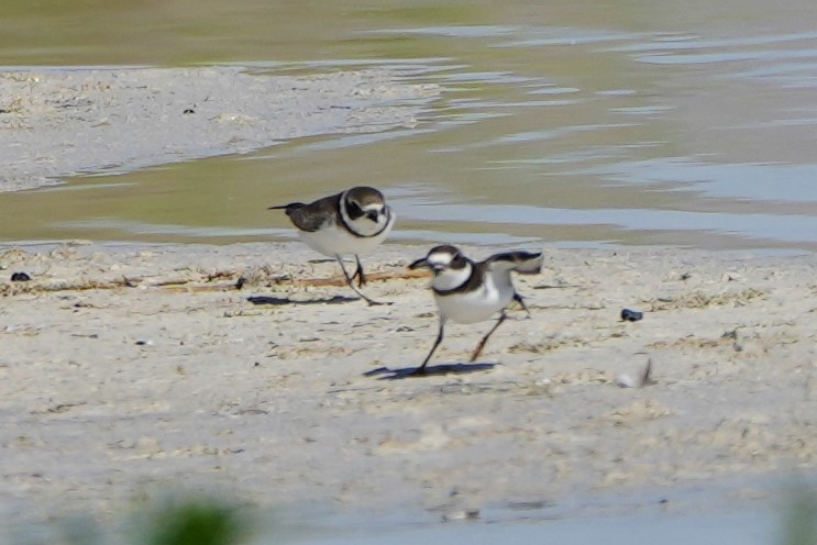 Semipalmated Plover - ML481727451