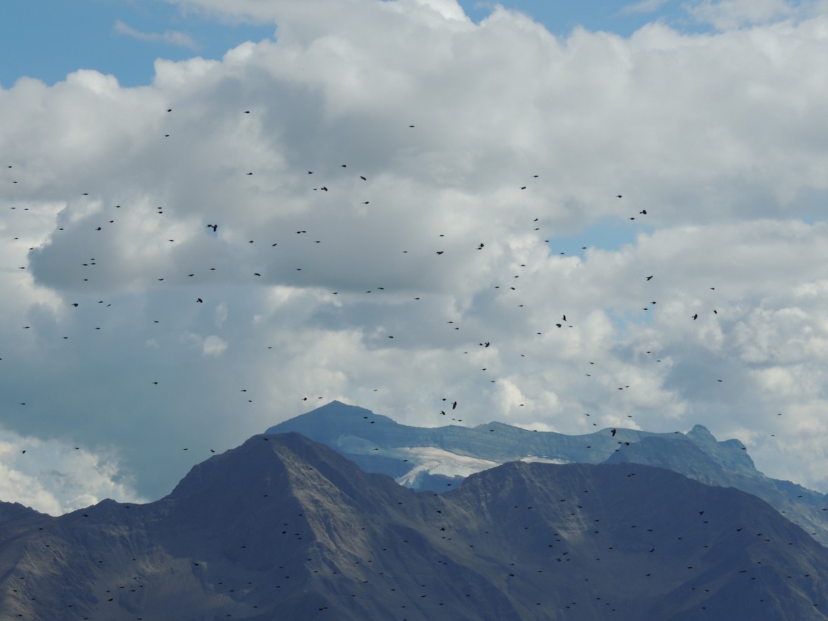 Yellow-billed Chough - ML481729131