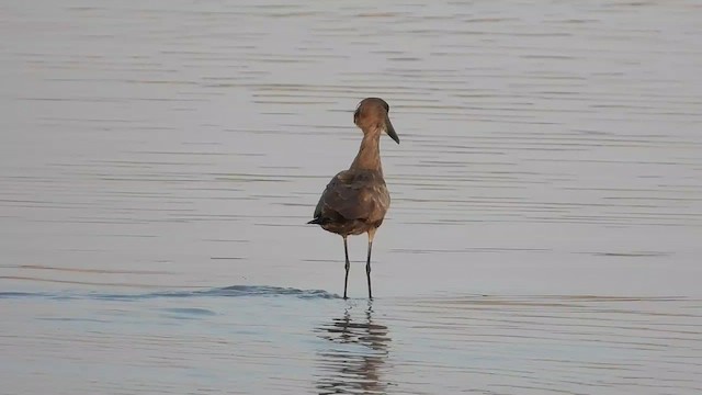 Hamerkop - ML481729511