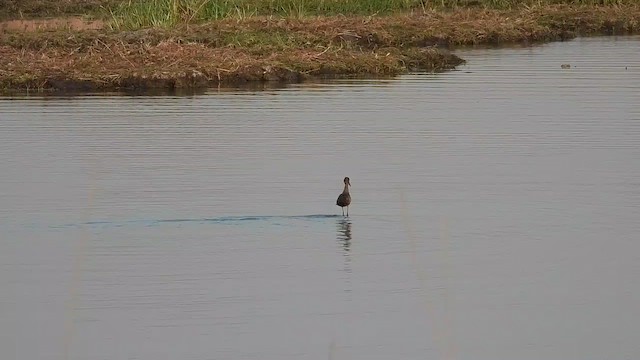 Hamerkop - ML481729531