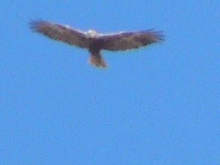 Western Marsh Harrier - ML481729831