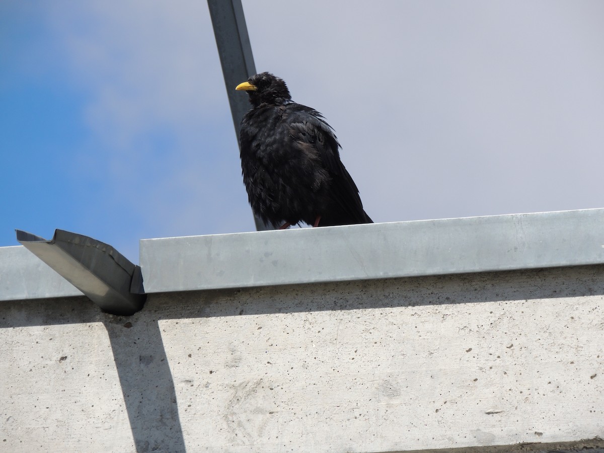 Yellow-billed Chough - ML481729871