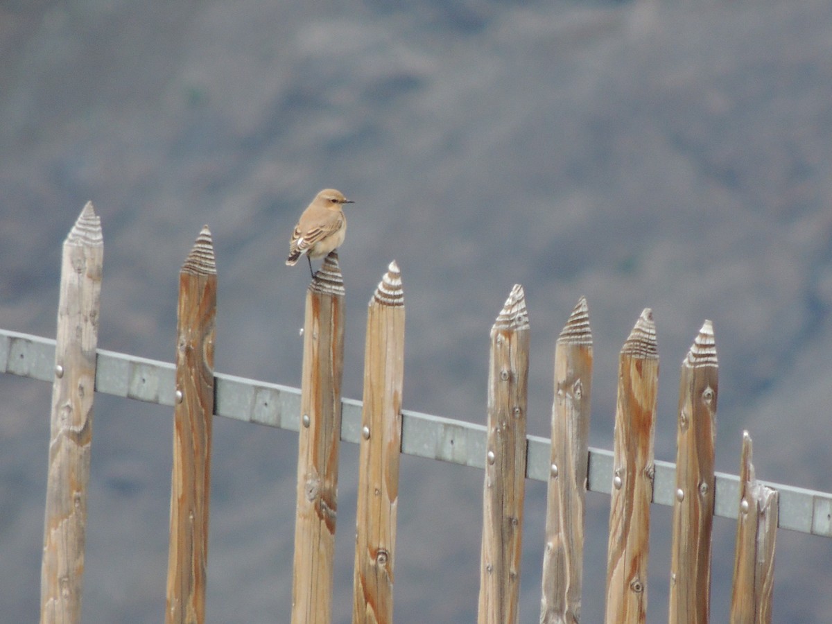 Whinchat - ML481730011
