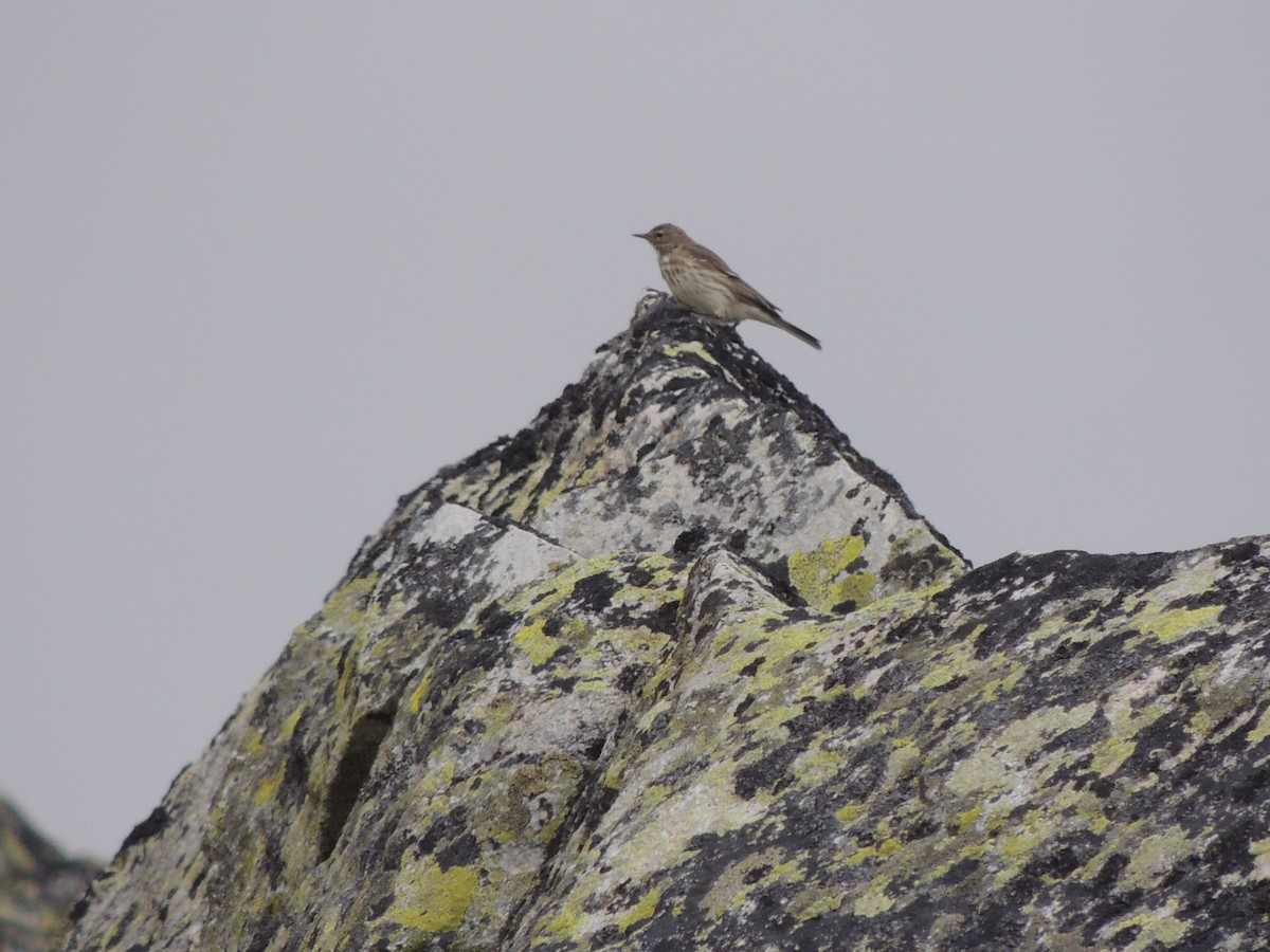 Water Pipit - ML481730221