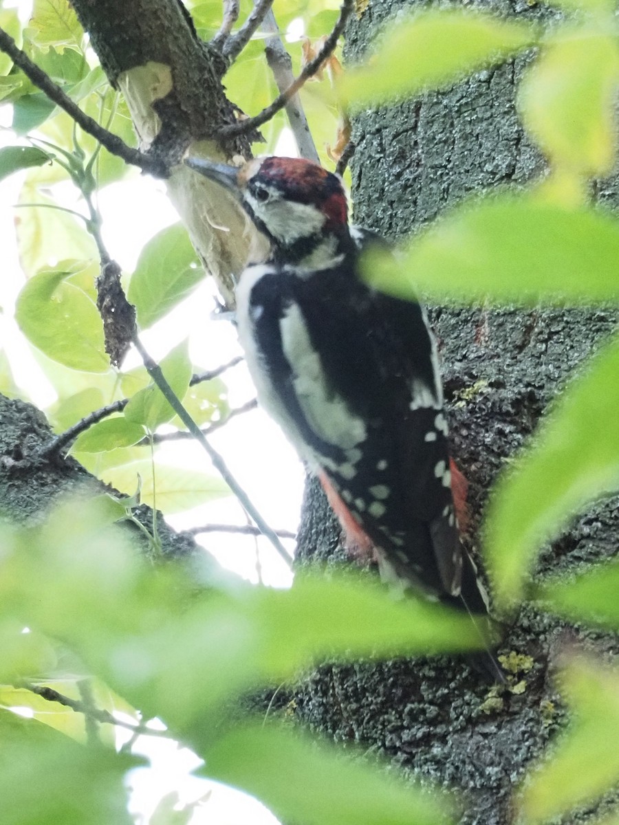 Great Spotted Woodpecker - ML481732161