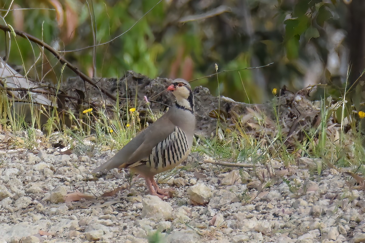 Rock Partridge (Sicilian) - ML481733011