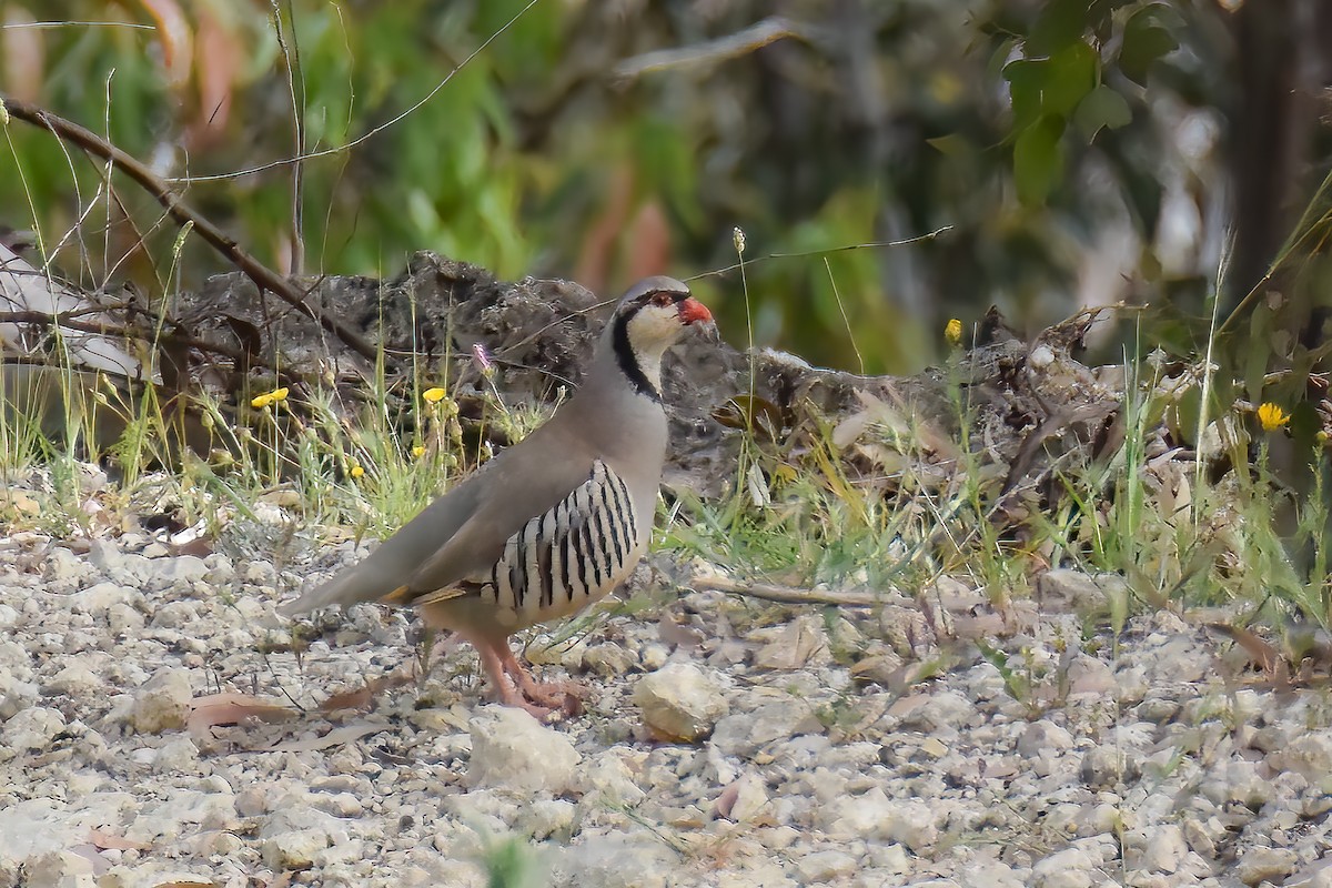 Rock Partridge (Sicilian) - Giuseppe Citino