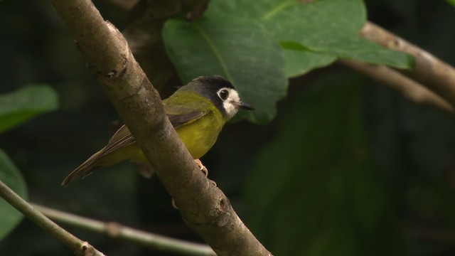 White-faced Robin - ML481735