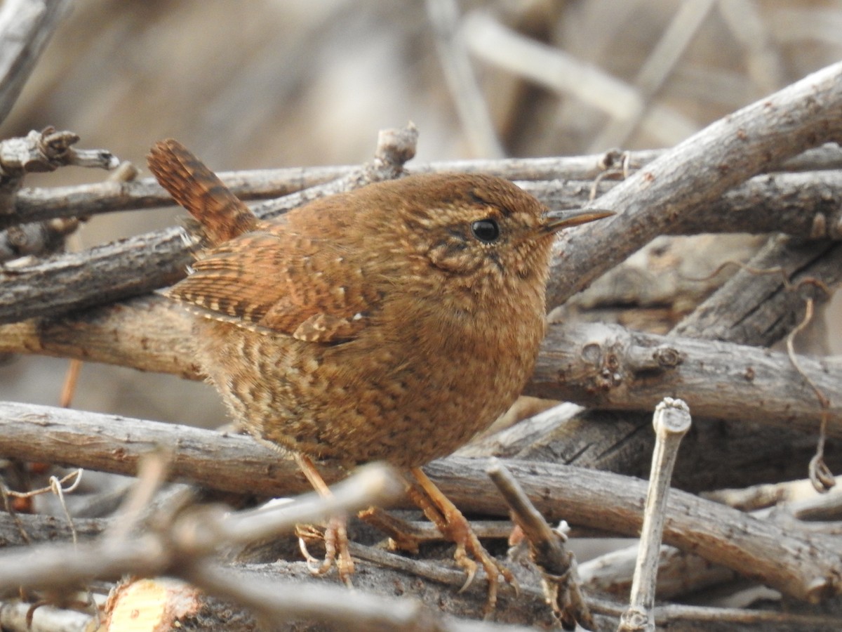 Pacific Wren - Bob Nieman