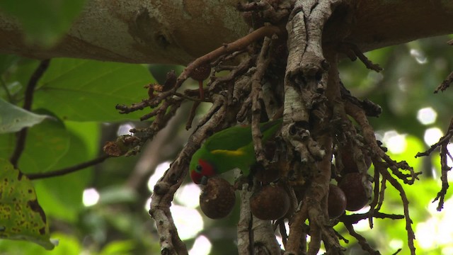 Double-eyed Fig-Parrot (Double-eyed) - ML481736