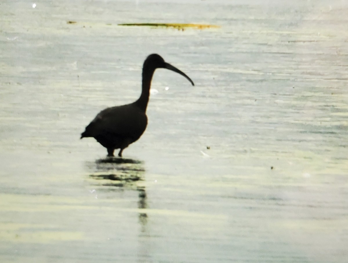 ibis hnědý - ML481736091