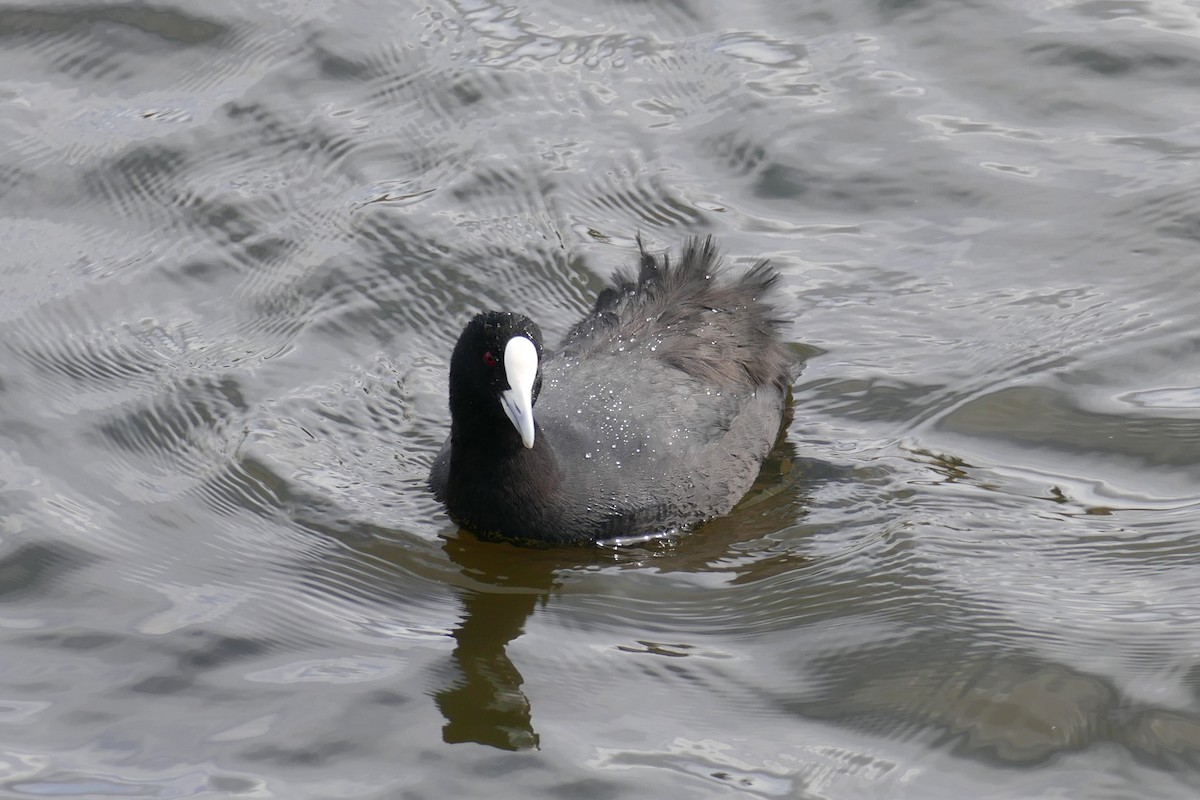 Eurasian Coot - Margot Oorebeek