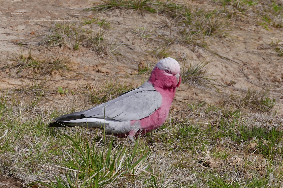 Galah - Margot Oorebeek