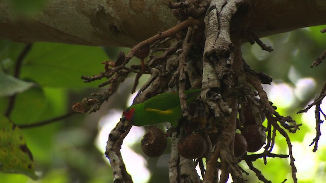 Double-eyed Fig-Parrot (Double-eyed) - ML481737