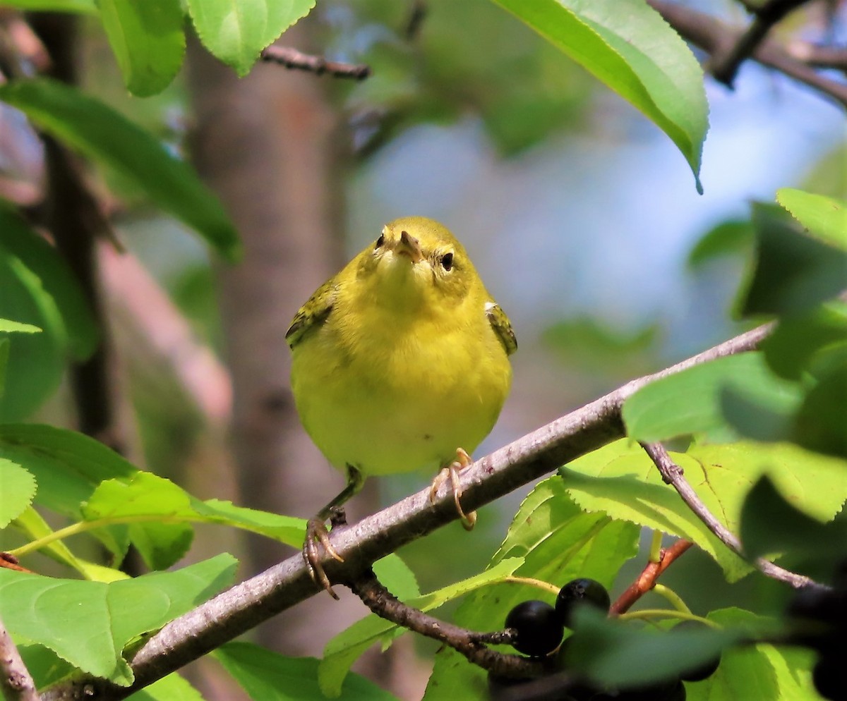 Tennessee Warbler - ML481737351